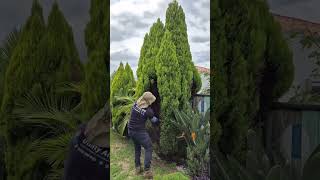 Built to handle professional tree service jobs.  #pruning #tools #diy #gardeningtools #kebtek