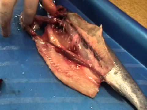 2011 Trout Dissection - YouTube