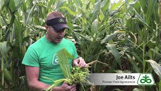 Crazy Top in Corn