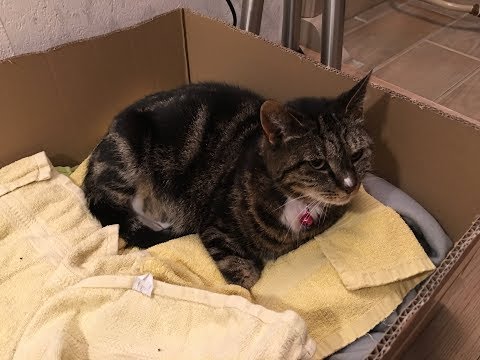 Video: Zwangerschap bij katten