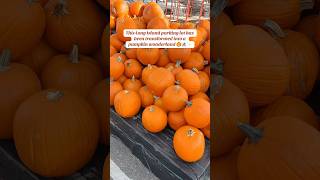 FREE Pumpkin Patch in a Parking Lot on Long Island 🎃