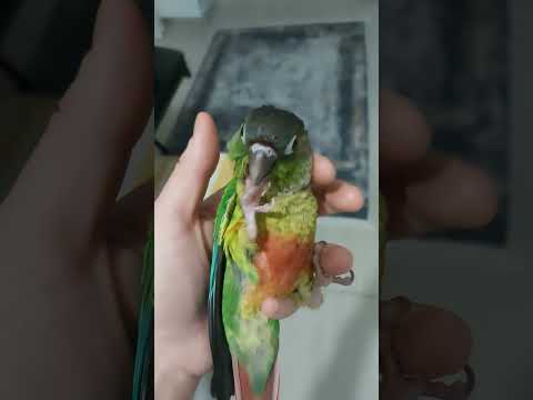 yaramaz çocuk #shorts