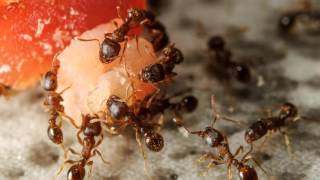 Bed Bugs Control 559-248-1155 Tulare CA 93274 Termite Control