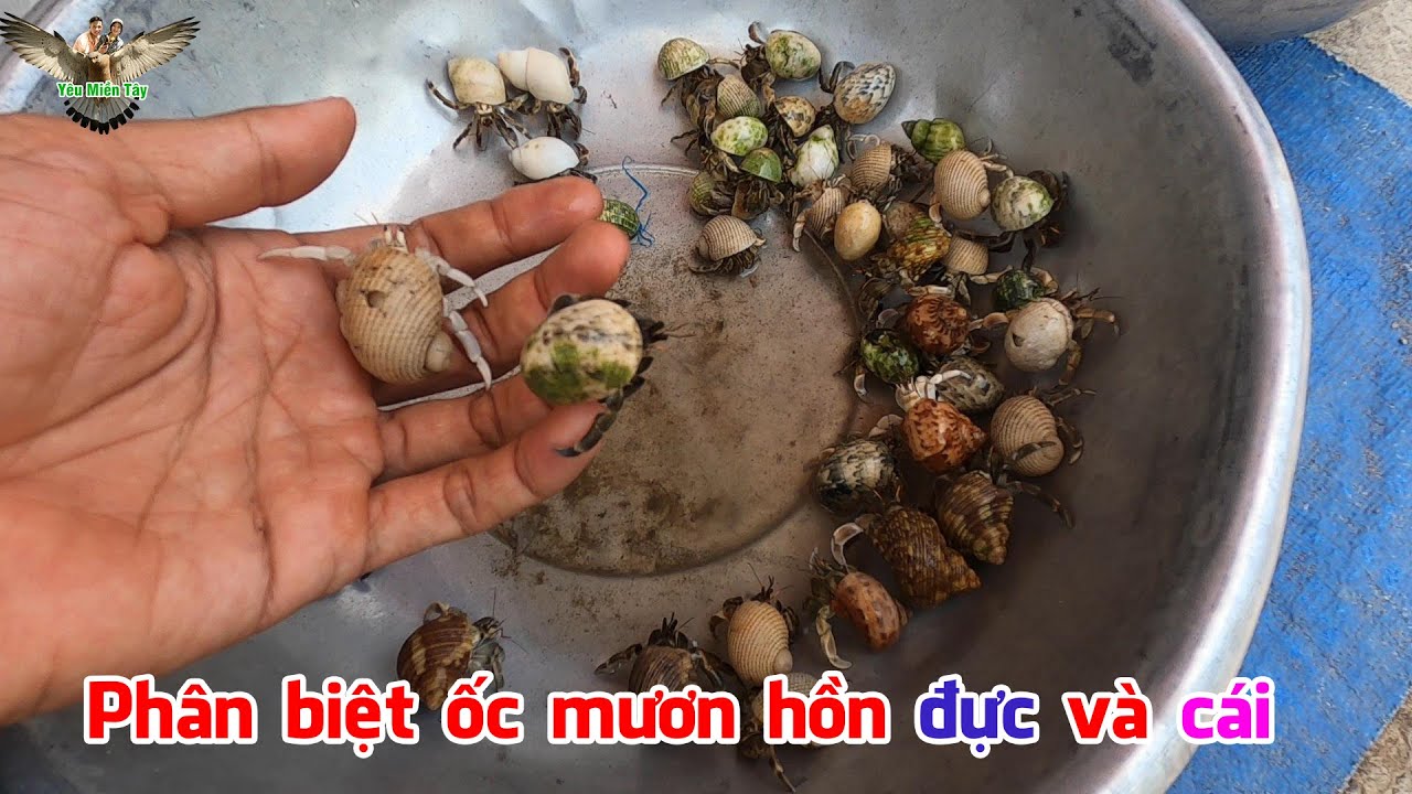 Cách phân biệt Ốc Mượn Hồn giữa con trống và con mái theo chia sẻ của anh Tuấn│ymt63