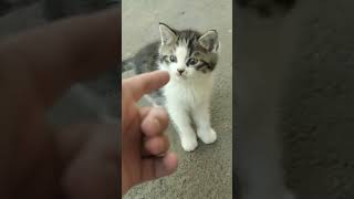 Tiny Kitten Cute Episode #Kitten #Cute #Youtubeshorts