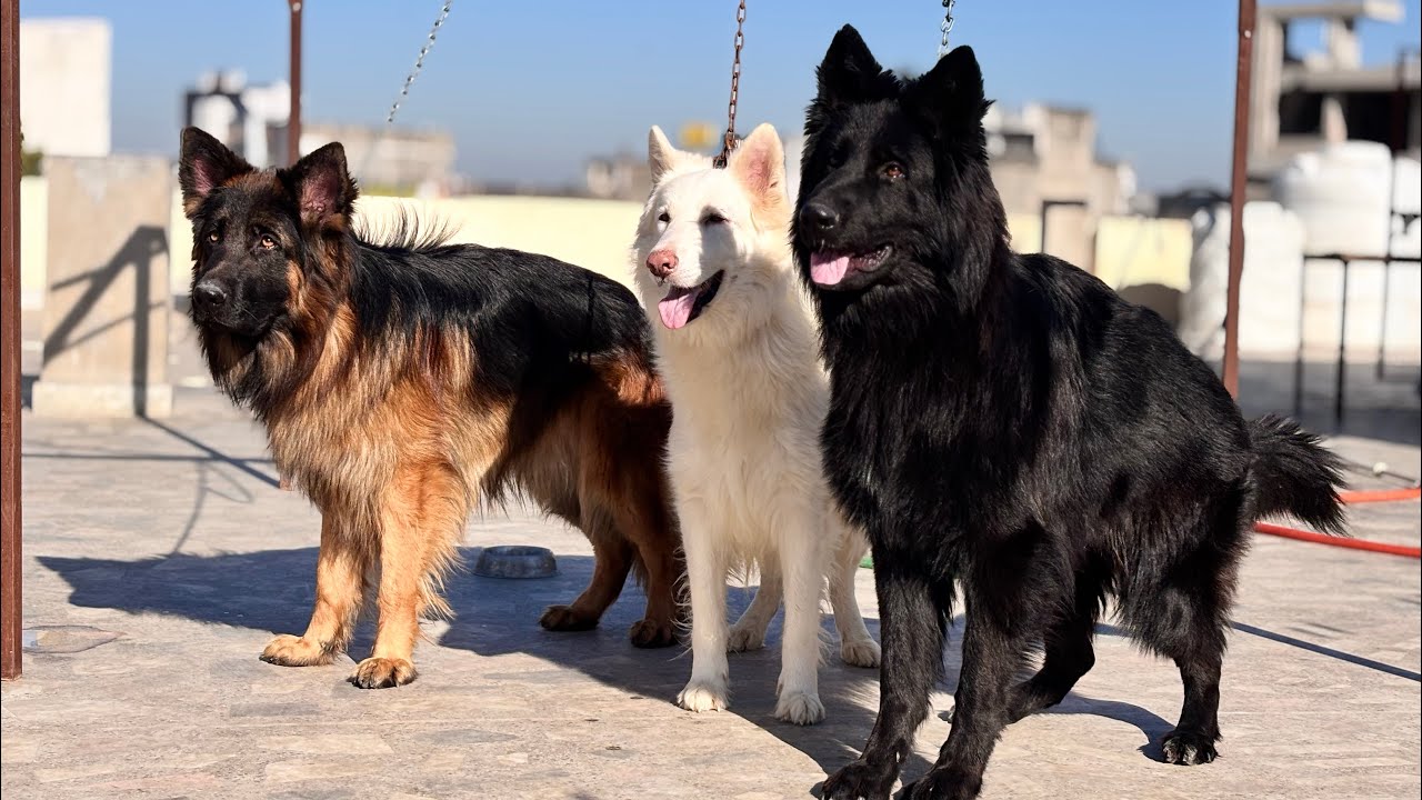 Gsd Indian. Long coat German shepherd dog kennel. Dog workout in gym , 