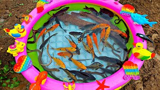 Fishing for betta fish in the pond, catfish, ornamental fish, turtles, koi fish, goldfish, ducks