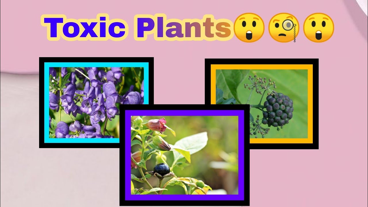 #3 Kaalaman sa Halaman| Toxic Plants