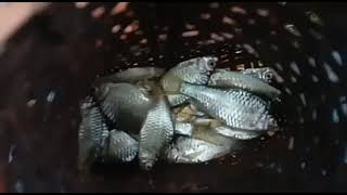 Mancing Wader Dan Regis Cibening Umpan Ulam Strike Terus !!! Mancing Wader Dan Regis Cibening Umpan Ulam Strike Terus !!!