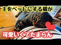 私をベッドにして寝る子猫❤︎新しい外猫ちゃん！