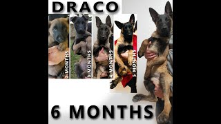 Draco Malinois Evolution (2 mois à 7 mois)