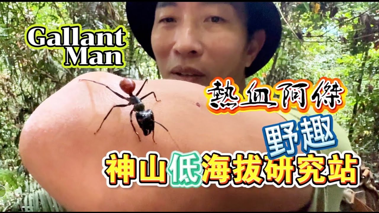 三大神獸！大王花！兜形金龜！枯葉角蟾都在神山低海拔研究站雨林團