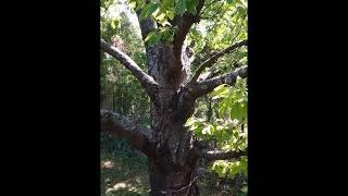 Relaxation Under Old Biggest Cherry Tree In Our The Garden By Balaton . Listen Birds Songs With Me