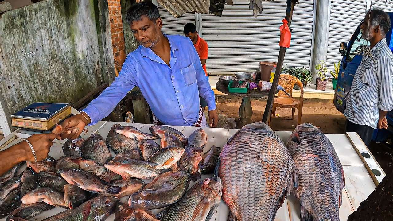 Fast and Amazing Live Tilapia Fish Cutting in Sri Lankan Village Watch
