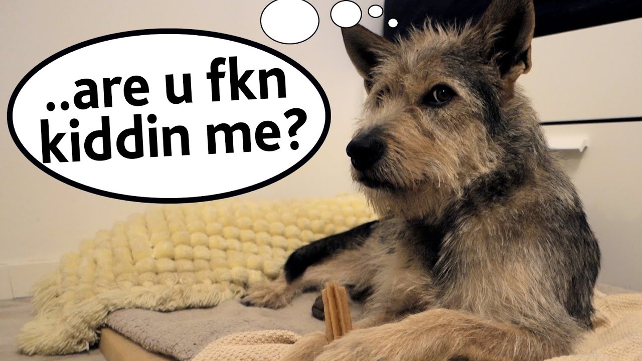 Quick DIY food toy for your dog Rookie Level ;) YouTube