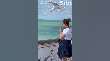 VERY sneaky seagull swipes snack from unsuspecting woman