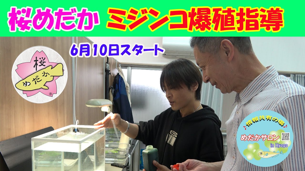 第152回 【桜めだかミジンコ爆殖指導】