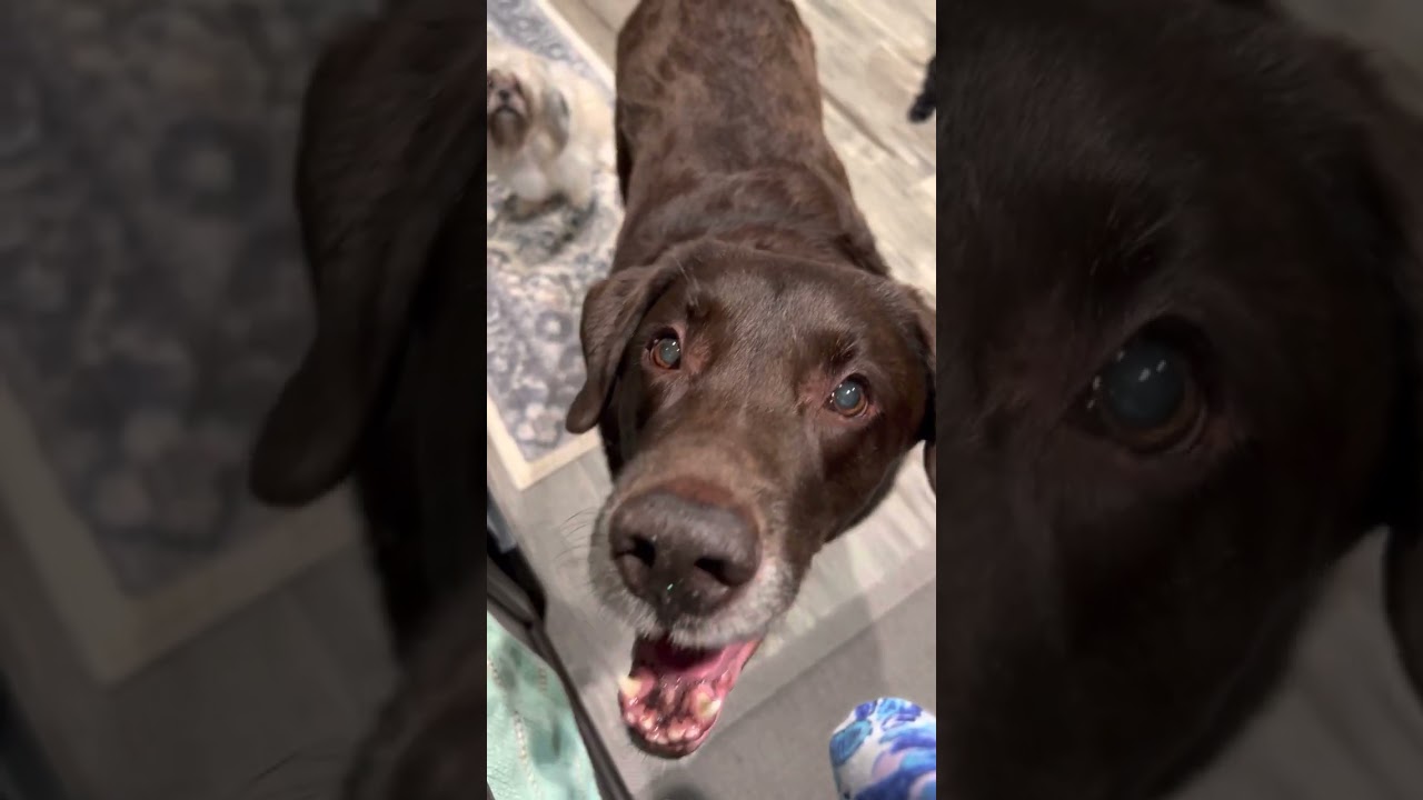 Luggy saying I L❤️VE YOU with a Smile and silent bark