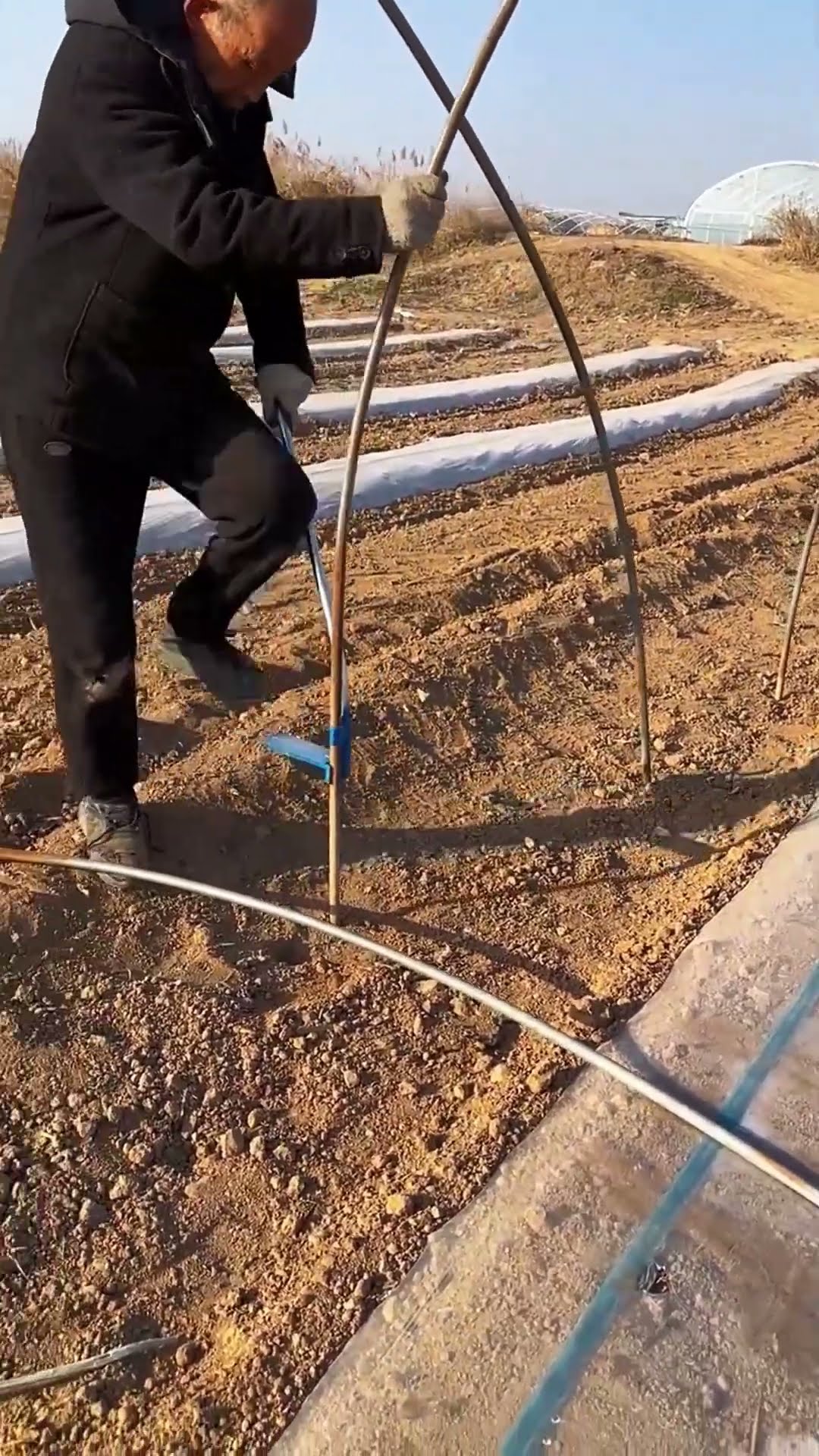 Watermelon insulation growing shed- Good tools and machinery make work easy