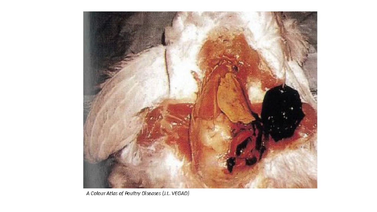 Fatty Liver Hemorrhagic Syndrome In Poultry - 