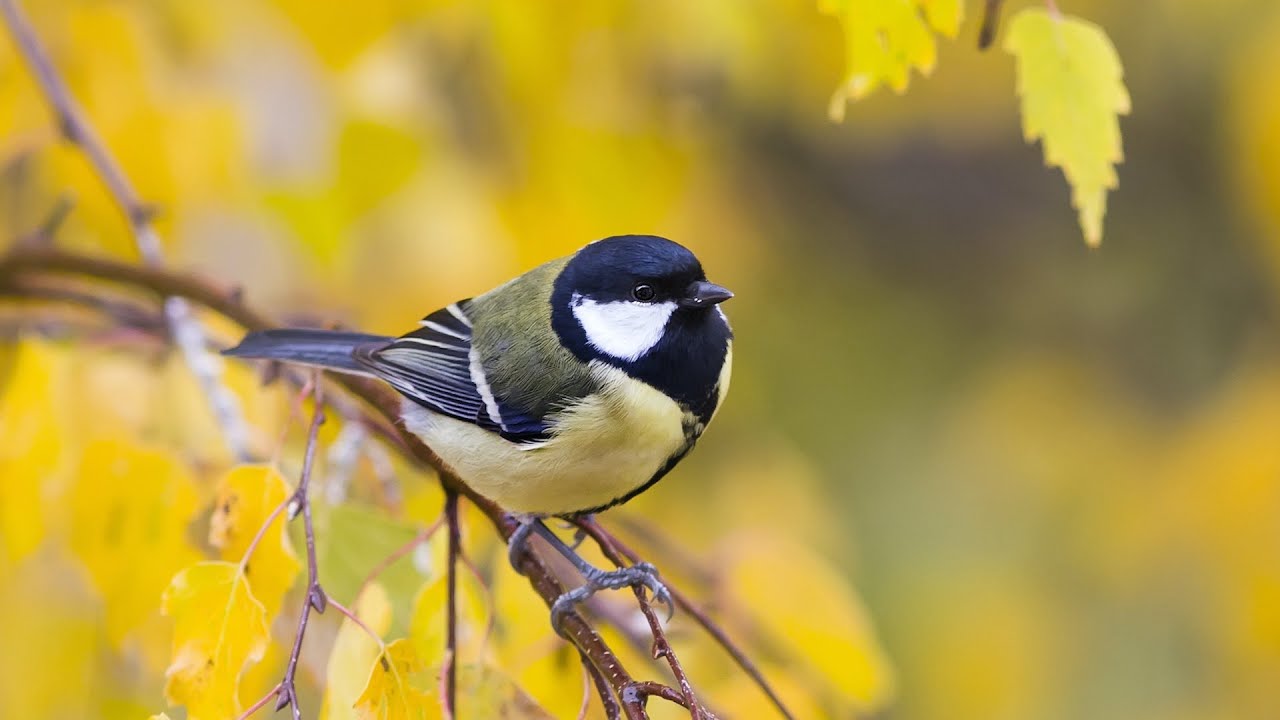 All Things Bright and Beautiful (Instrumental) - Traditional Beautiful Hymn - Arranged by Tim Janis