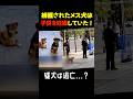 いつも一緒だった野良犬カップル、コウとクロの悲しい結末 #動物保護 #泣ける話