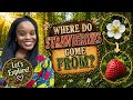 Where Do Strawberries Come From? 🍓 Spring Preschool Learning Video | The Secret of Those Tiny Seeds!