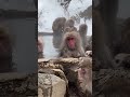 So Cute Monkey #hotspring #asiantravel