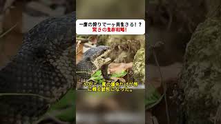 一度の狩りで一ヶ月生きる!? 驚きの生存戦略! #生存戦略 #ヘビ #野生の知恵 #自然ドキュメンタリー #動物世界