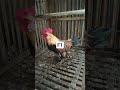 Ayam Hutan