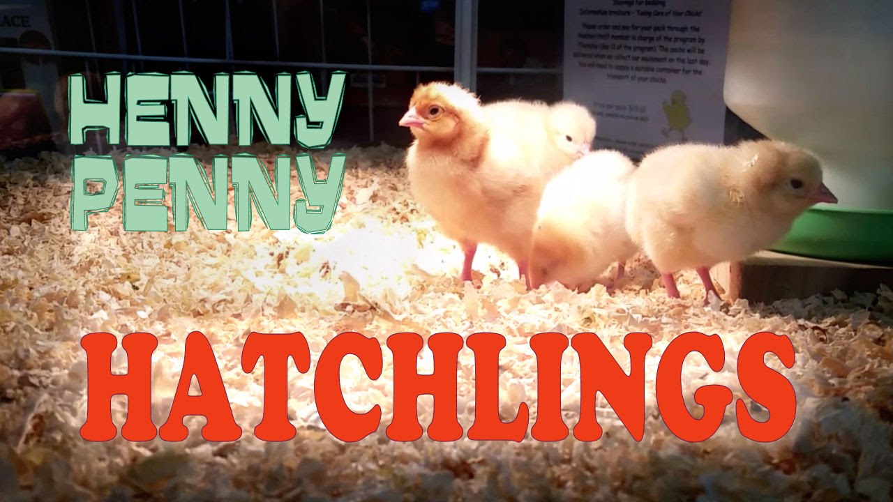 Visiting the Henny Penny Hatchlings YouTube