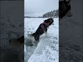 Heart-stopping moment Husky escapes an ice hole! 😱🧊🐕