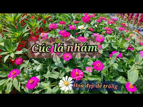 Video: Hướng Dẫn Chăm Sóc Cây Zinnia Lá Hẹp - Cây Zinnia Lá Hẹp Là Gì