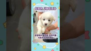 엄마 없는 유기견 강아지들 (충북 음성 유기동물 보호소)