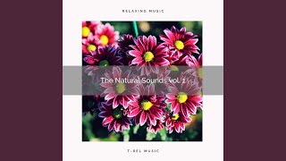 Download Lagu Rain Trees with Bird Sounds and Nature Music pt. 1 Download Lagu Rain Trees with Bird Sounds and Nature Music pt. 1