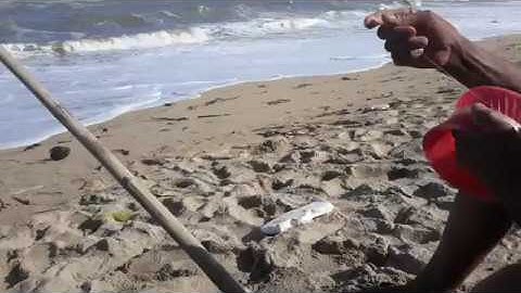 Cách câu cá Biển gần bờ của người dân quê tôi!