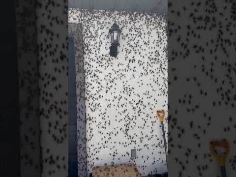 Swarm Of Mormon Crickets Takes Over House | 10 News First