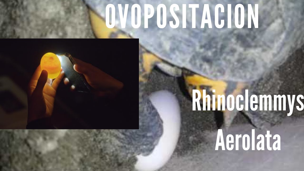 Ovipositacion de tortuga Rhinoclemmys  Areolata