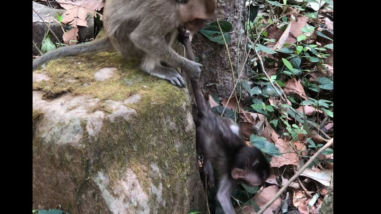 Oop! Little Monkey Dragging Baby tail Up