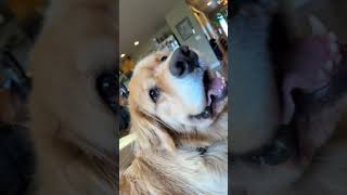 Download Lagu @loofy_golden Good morning #dog #doglover MP3