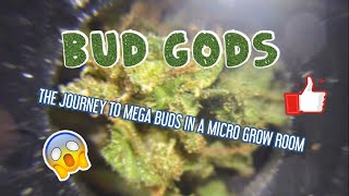 BUD GODS-new grow room for mega buds!!!!