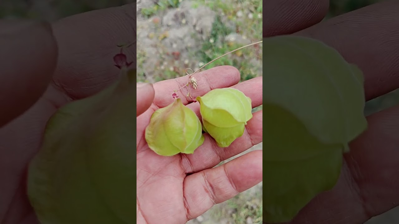 🌿 “Nature’s Wonders: Discover the Beauty Around Us!” 🌍✨  #fruit #nature #farming #garden