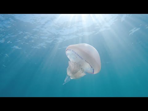 Rhizostoma pulmo Медуза корнерот на чёрном море
