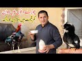 Powerful diet plan for chickens  ultimate care guide for aseel chickens by nadeem shahasewl