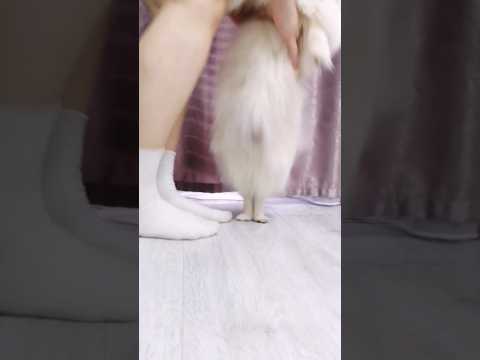Пипа танцует #гуцулька 🤪 #dog #doglover #dogshorts #dogs #puppy #pomeranian #animals #funnydogs
