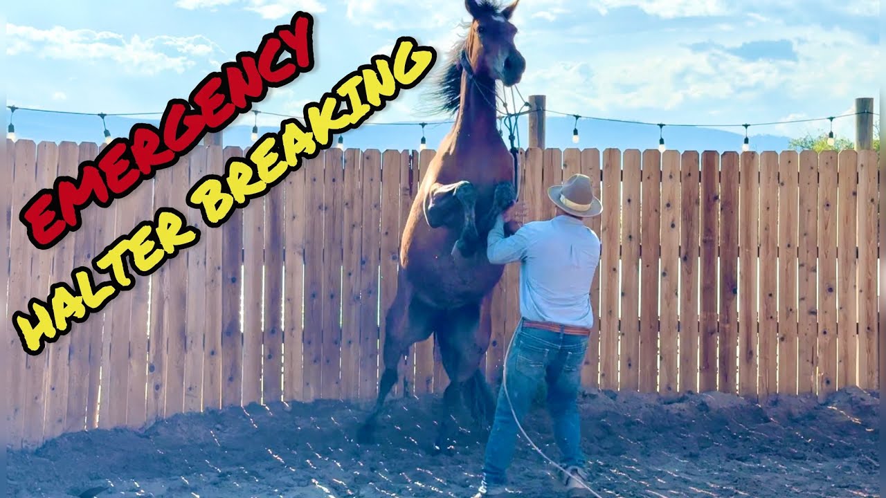Emergency Halter Breaking | Gentling Injured Mustang