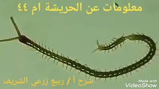 حشرات عديدة الأرجل🦗🕷🦂 | ذات المئة قدم ( أم ٤٤ ) الحريشة | وصف أ/ ربيع زرعي الشريف