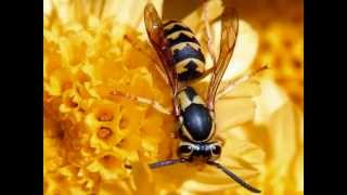 Download Lagu HARMONIA I KUERU   NESHI MARIBOMBA MP3