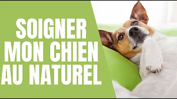 Comment soigner une Babine de chien ?