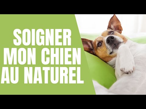 Vidéo: 10 suppléments naturels pour les affections canines courantes